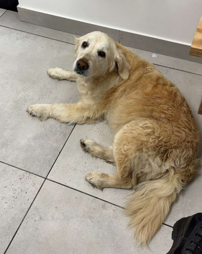 La chienne couchée sur un carrelage gris, la tête tournée vers l'objectif