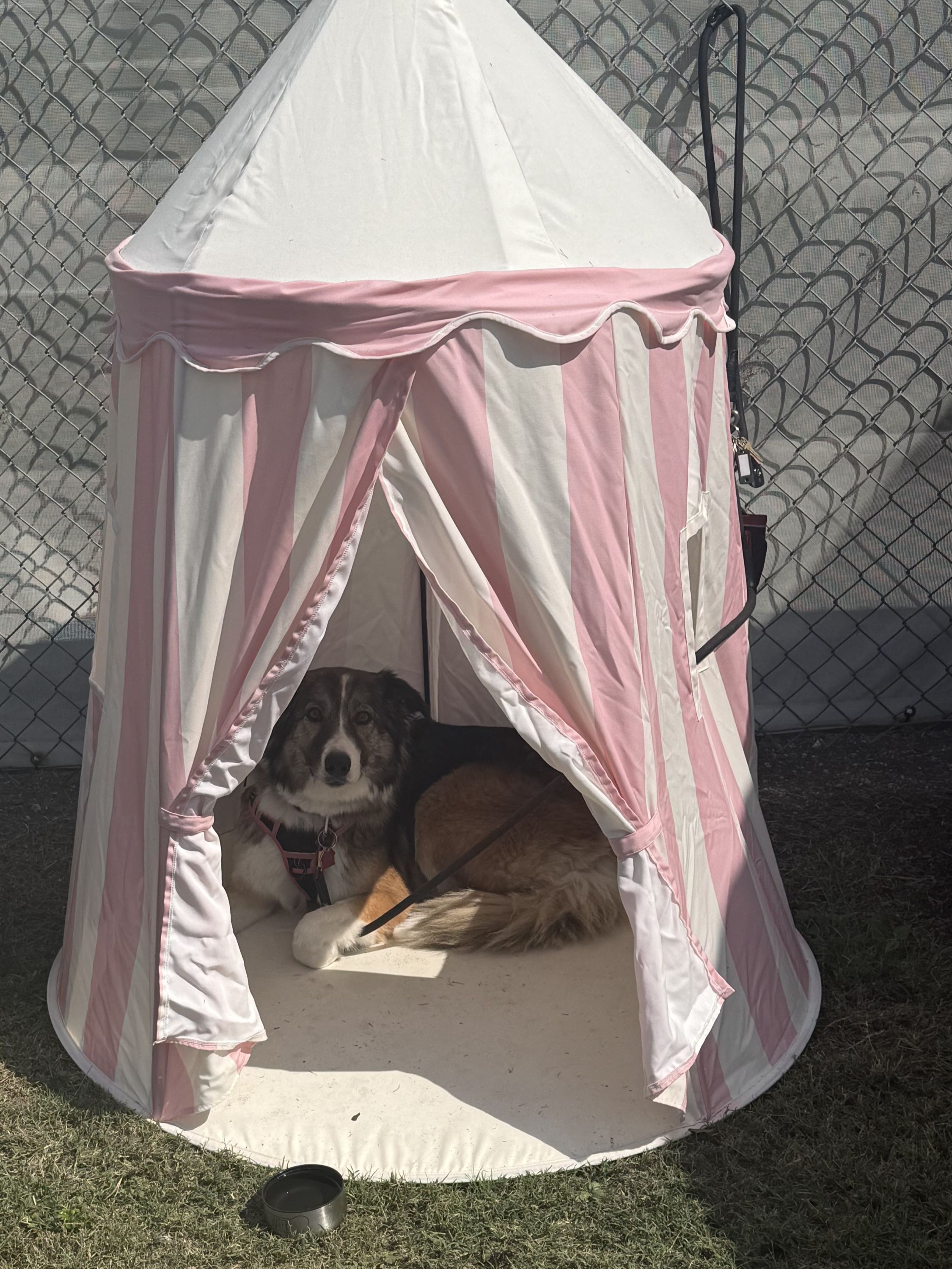 Un chien couché en boule dans une tente rose, au bord du terrain