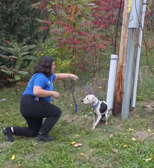 Une sauveteuse agenouillée tend une laisse bleue au chien debout contre le poteau