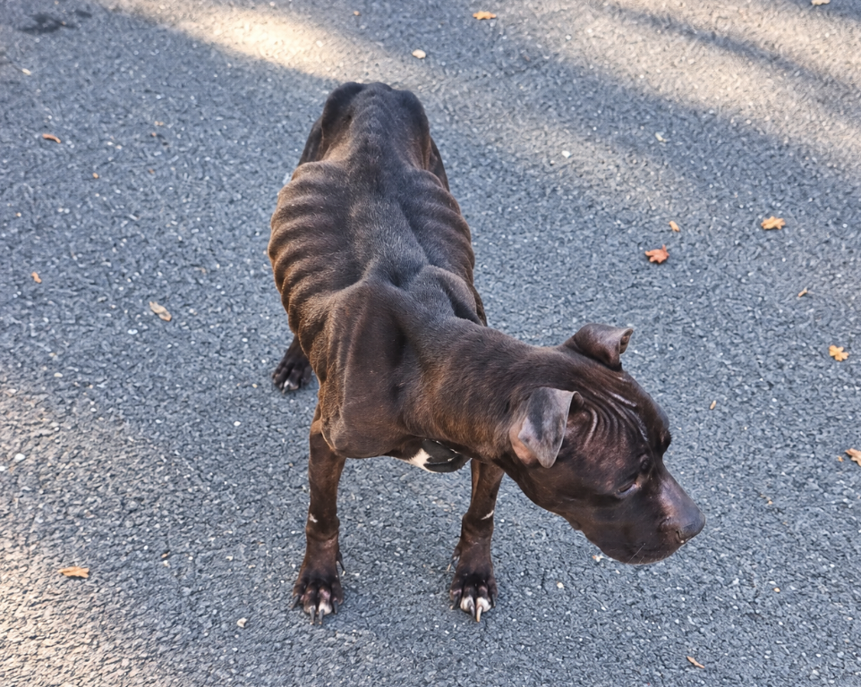 Nikki, chienne brune très maigre aux côtes saillantes, tête baissée sur un sol gris