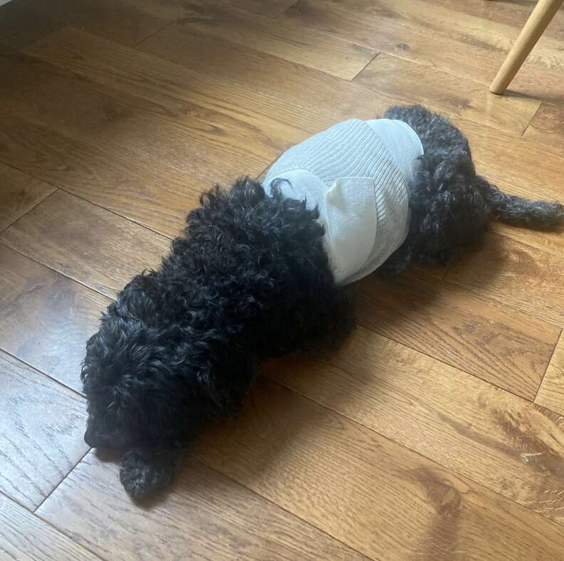 Le chien noir frisé allongé sur le parquet, le ventre bandé