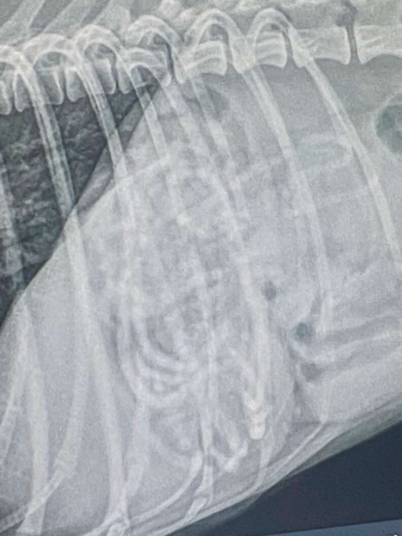 Radiographie montrant des formes en boucles dans le ventre du chien