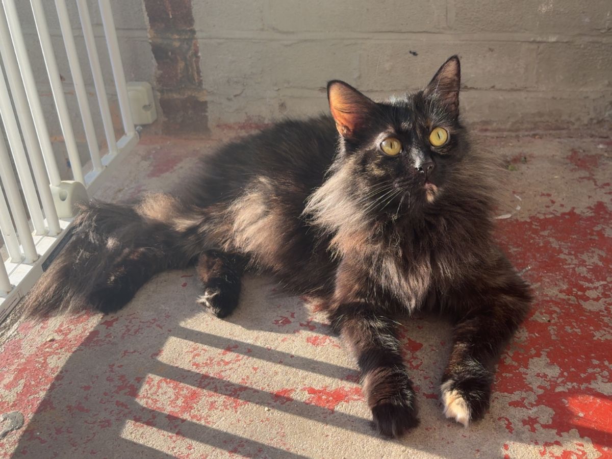 Rolo, chatte à poil long noir aux reflets roux, couchée au soleil