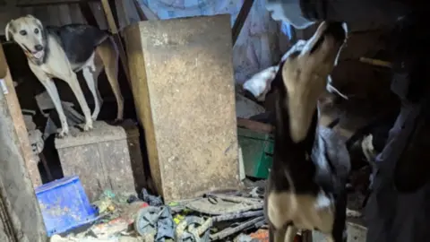Deux chiens dans un local sombre encombré de débris et de meubles abîmés