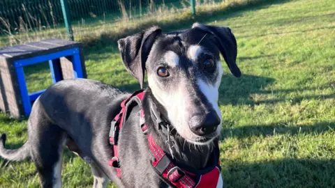 Jude, Lurcher noir et blanc en harnais rouge, debout sur l'herbe au soleil