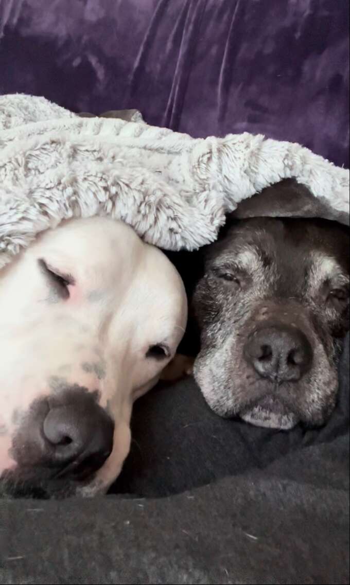 Les deux chiens blottis sous une couverture claire sur le canapé