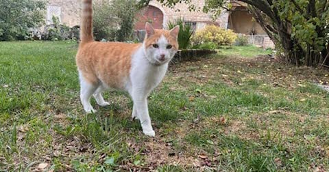 Un chat, queue dressée, debout sur une pelouse couverte de feuilles mortes devant un bâtiment en pierre