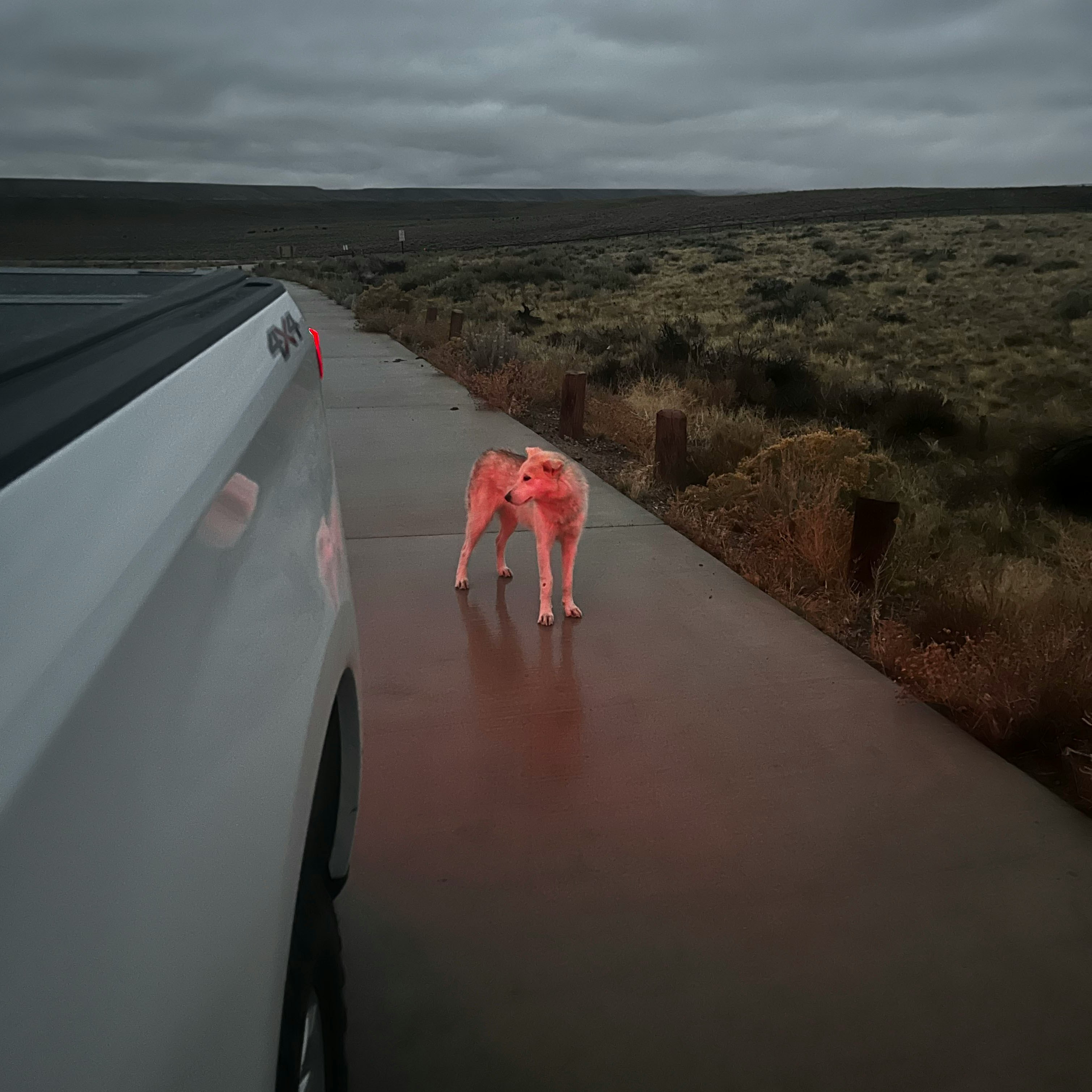 La chienne debout sous la pluie à côté d'un pick-up gris