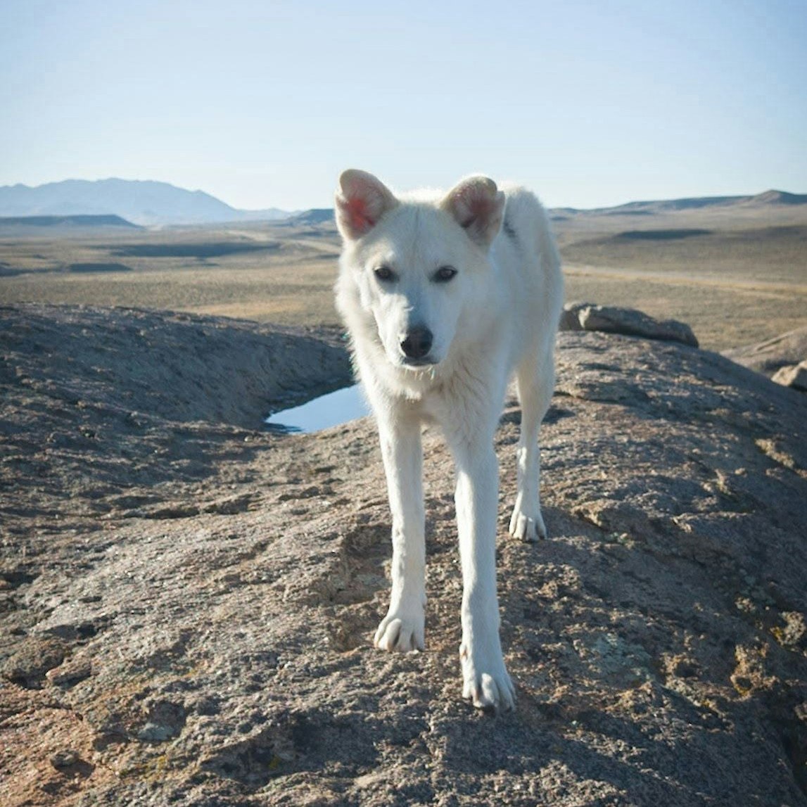 La chienne blanche dressée sur un rocher devant une plaine aride et des montagnes