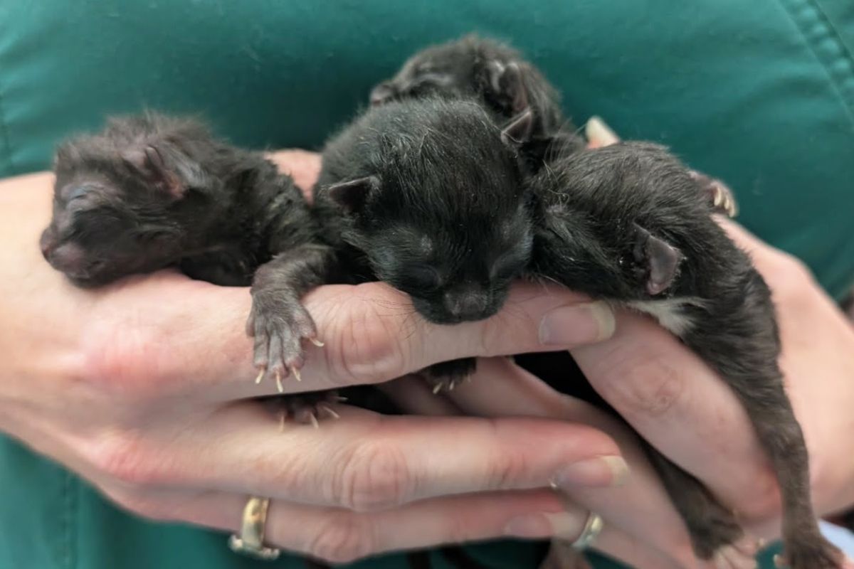 Trois chatons noirs nouveau-nés blottis dans les mains d'une soignante