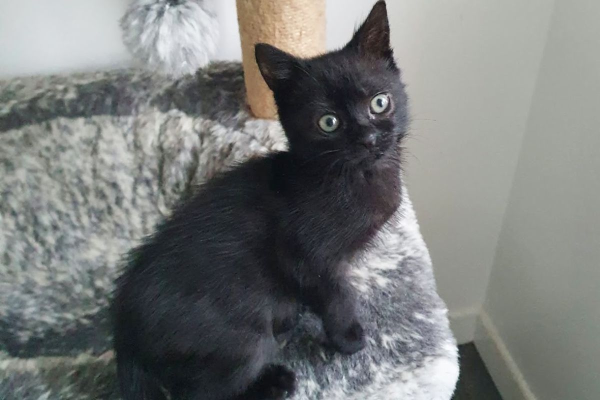 Marmite, chaton noir aux yeux clairs, assis sur un arbre à chat gris