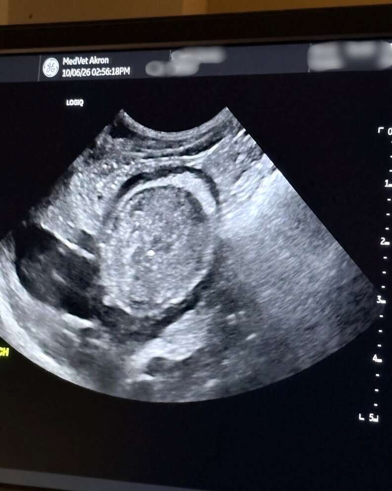 L'image d'échographie réalisée à MedVet Akron