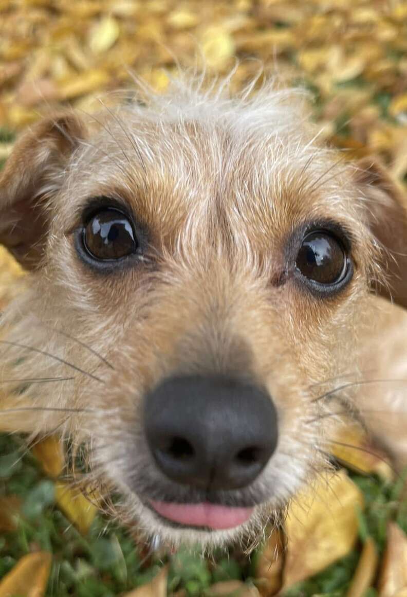 Dandy, photographiée de près sur un tapis de feuilles mortes