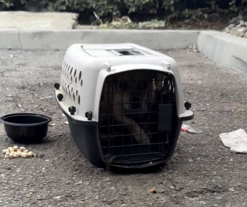 Illustration de l'article : Abandonn&eacute; sur un parking avec sa caisse et ses gamelles, ce Chihuahua attendait cach&eacute; dans les buissons (vid&eacute;o)