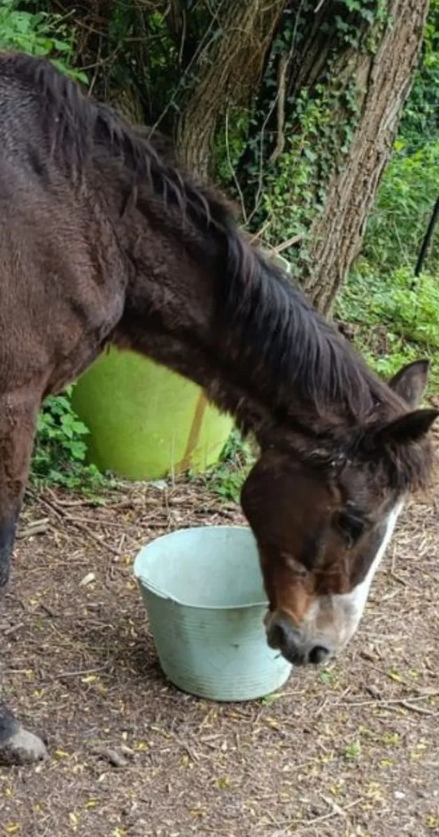 Le cheval brun foncé baisse la tête vers un seau vert pâle