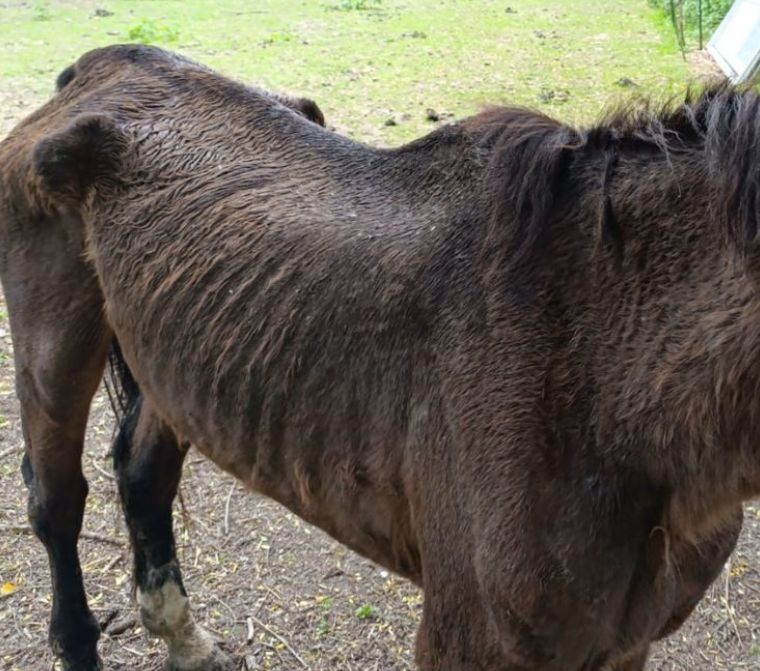 Le flanc d'un cheval brun foncé, côtes et os saillants