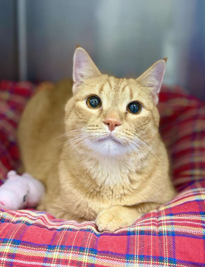 Ming couché sur un coussin à carreaux rouges, une peluche rose à ses côtés, au refuge
