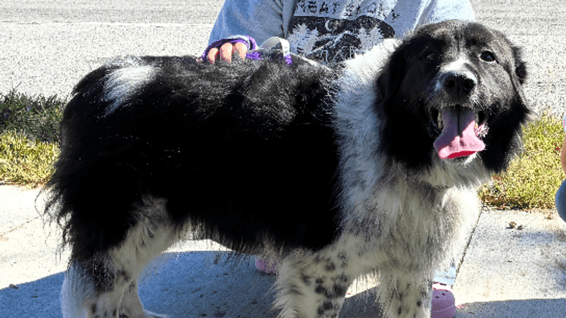 Molly, la chienne adoptée par un bénévole après la balade, langue pendante sur le trottoir
