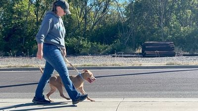 Une bénévole en casquette marche le long de la route avec un chien brun clair