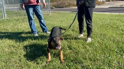 Un chien noir et feu accroupi dans l'herbe fixe l'objectif, tenu en laisse