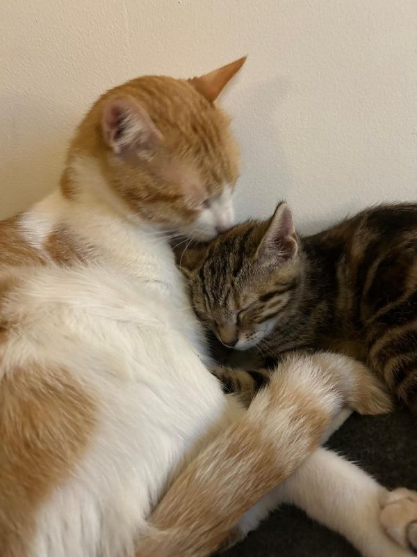 Les deux chats, yeux fermés, museau contre tête, serrés l'un contre l'autre