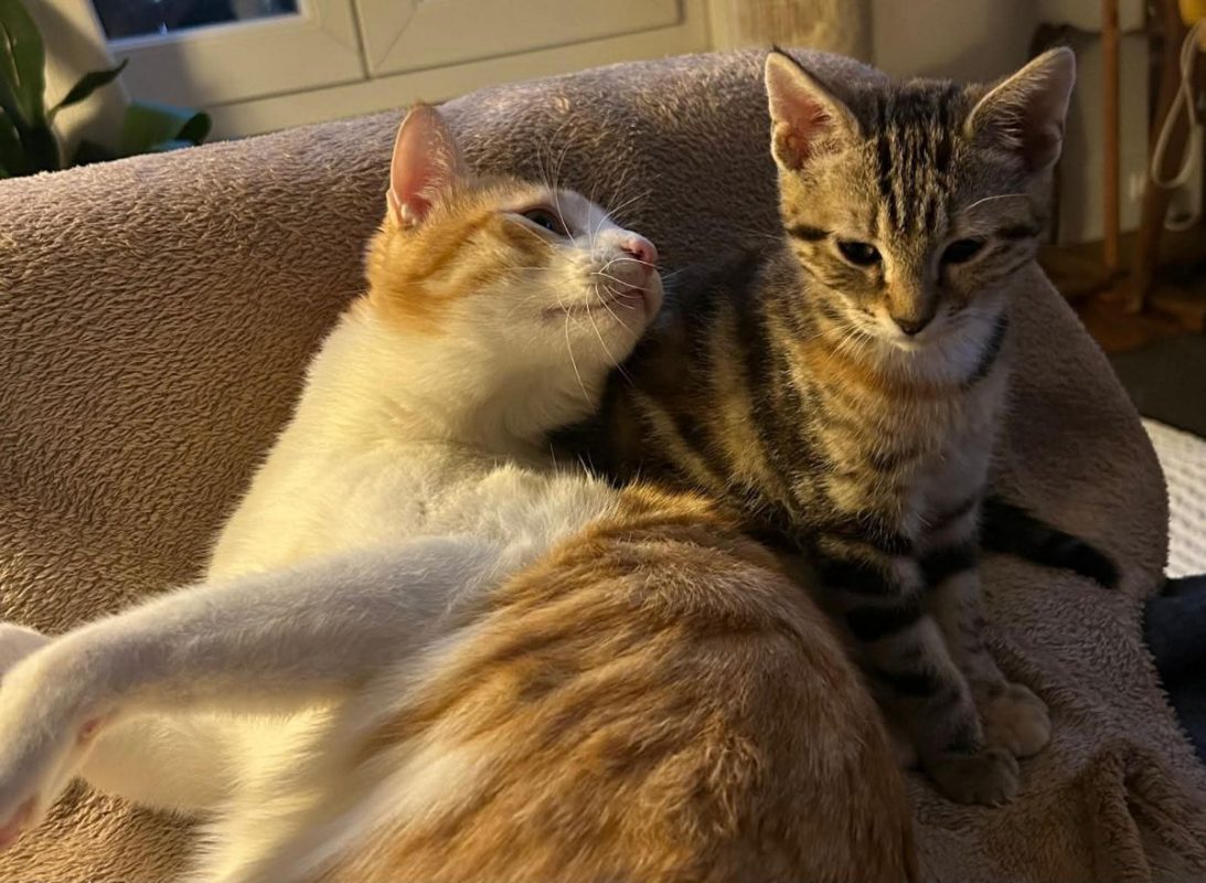 Miki se frotte contre Mila, assise sur une couverture beige