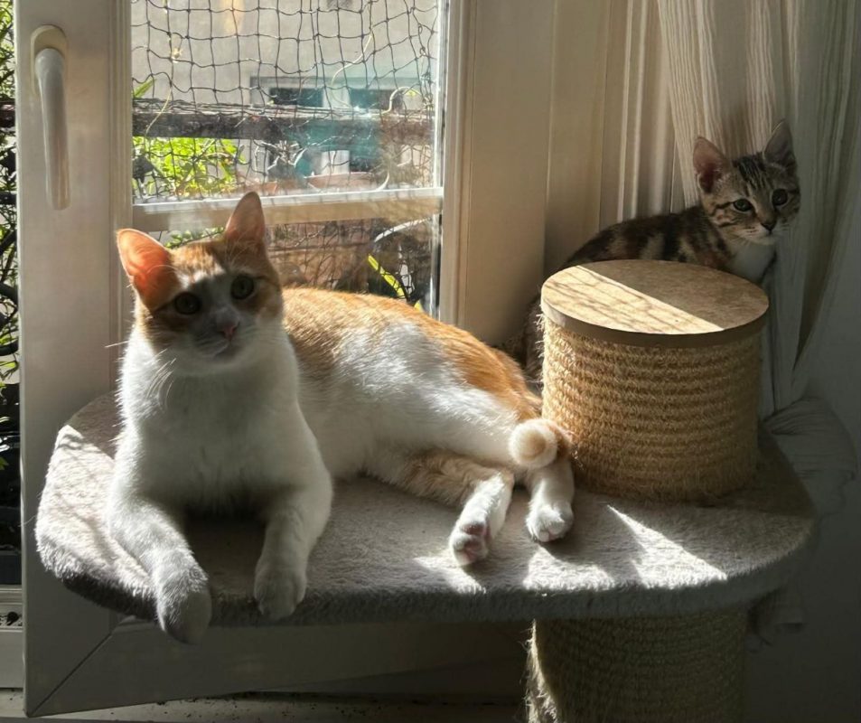 Miki au soleil sur l'arbre à chat, devant une fenêtre protégée par un filet