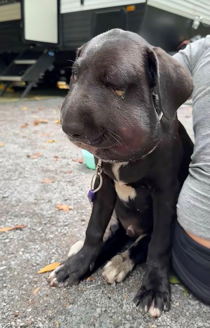 Le chiot au museau gonflé assis sur le gravier, près d'un camping-car