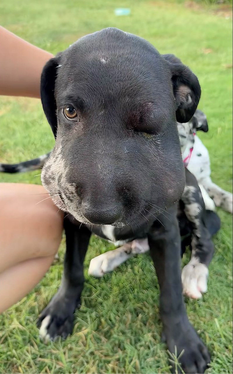 Le chiot noir au visage enflé, un œil fermé, sa sœur tachetée derrière lui