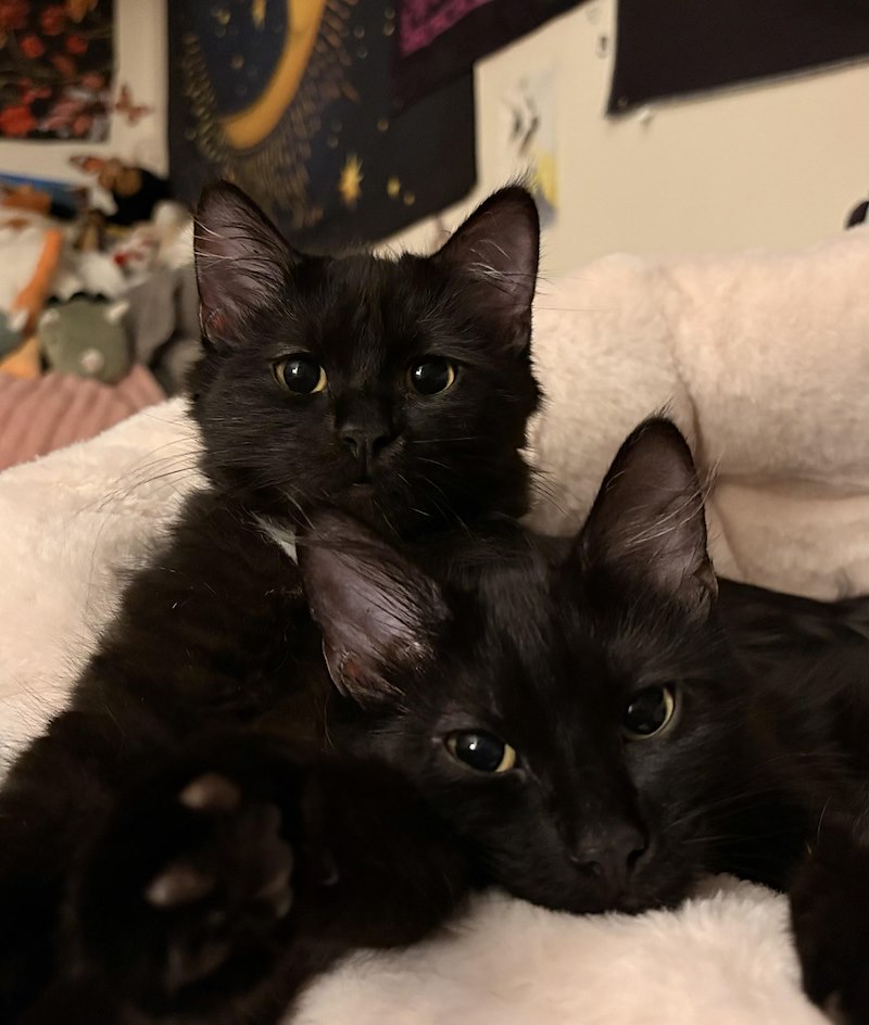 Deux chatons noirs au poil mi-long blottis sur un coussin blanc moelleux