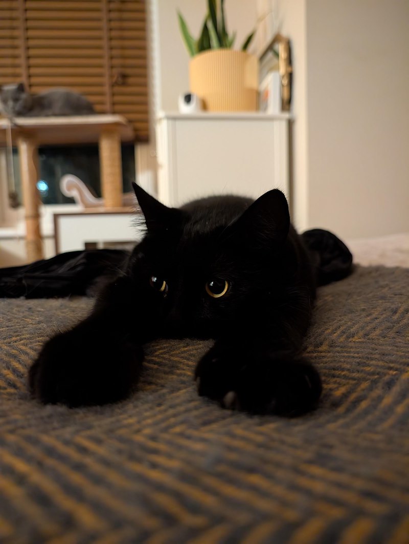 Un chat noir aux yeux dorés couché sur une couverture à chevrons, pattes tendues
