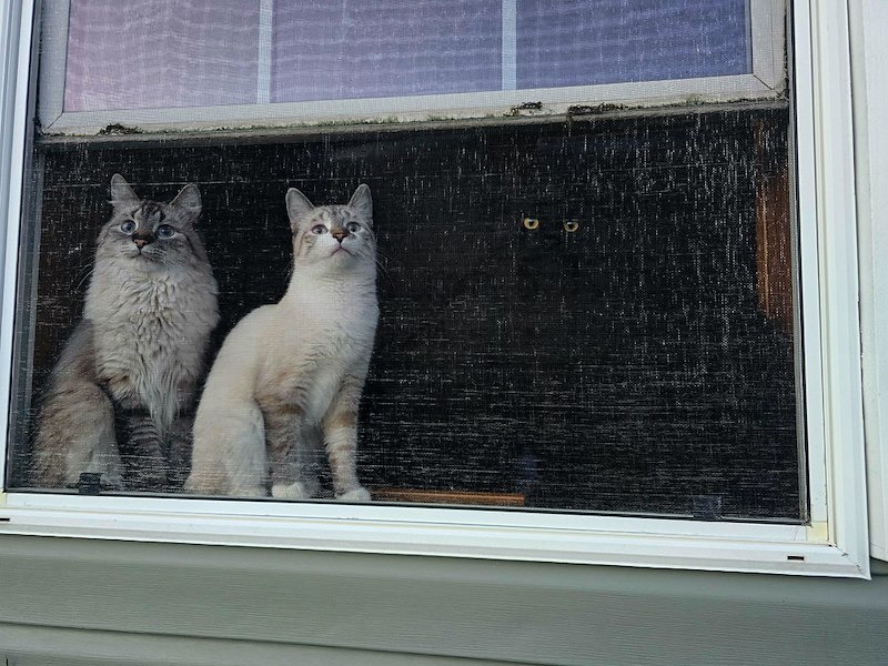Derrière une moustiquaire, deux chats clairs et les yeux dorés d'un chat noir dans l'ombre