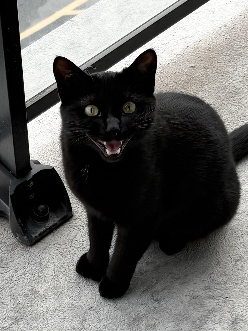 Un chat noir aux yeux verts, bouche ouverte, assis près d'une rambarde
