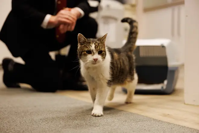 Larry le chat après sa petite opération pour retirer un kyste