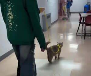 Le chat de thérapie dans un couloir de l'école, entouré d'élèves