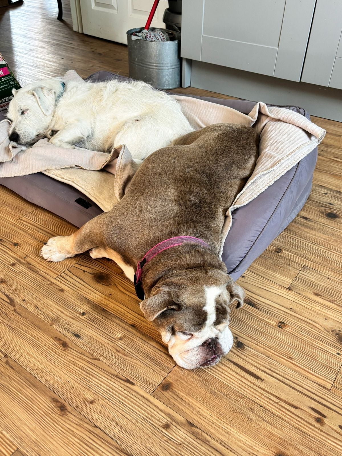 Peggy-Sue endormie sur un coussin gris dans la cuisine, à côté de Mr Woo