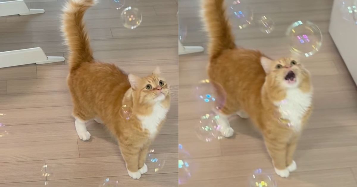 Harry, chat tigré, observe des bulles qui flottent autour de lui