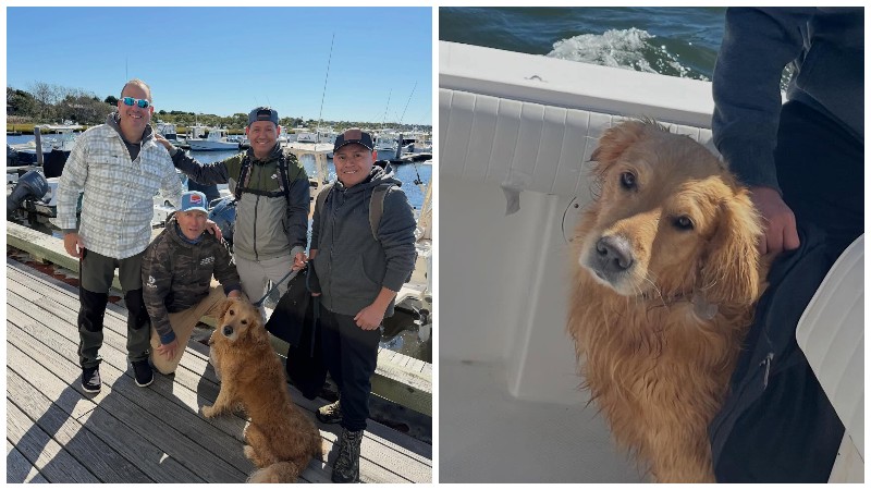 Le chien secouru au large de Codfish Park, à Nantucket (Nantucket Harbormaster)