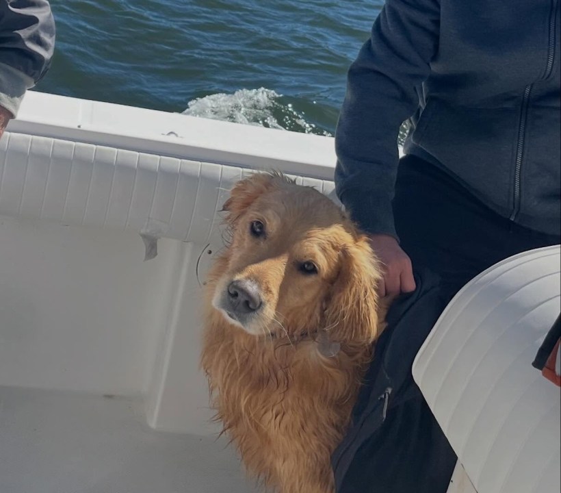 Le chien de retour sur le rivage de Codfish Park après son sauvetage (Nantucket Harbormaster)