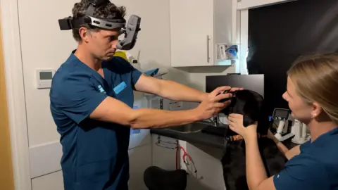 Un vétérinaire en tenue bleue examine l'œil d'un chien noir avec une lunette ophtalmique