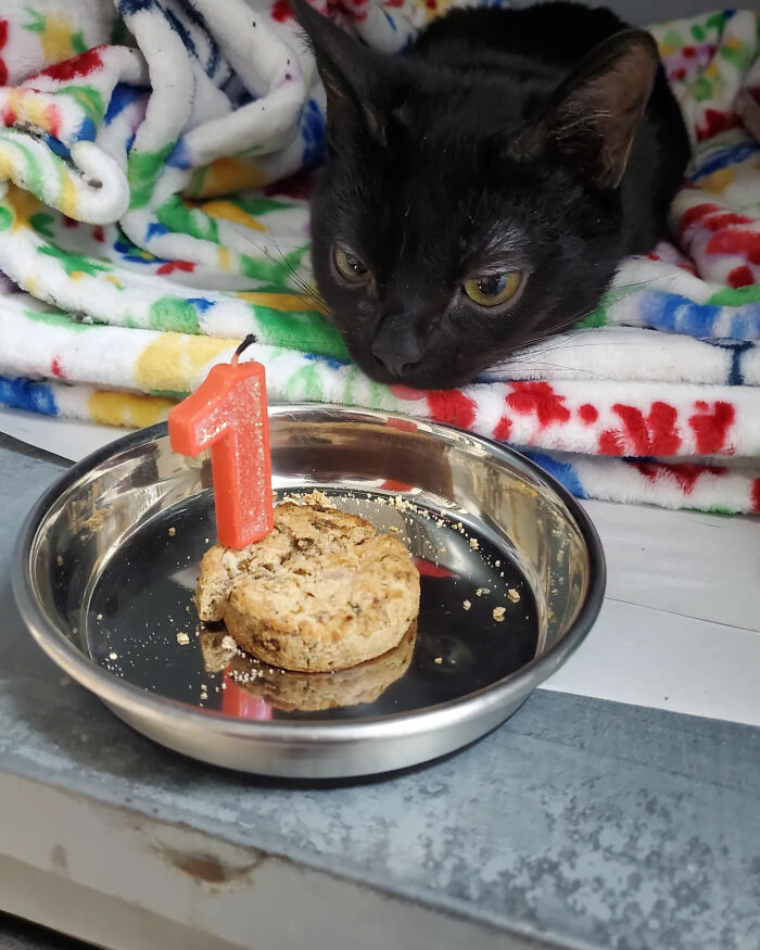 Le chat noir devant une friandise d'anniversaire ornée d'une bougie en forme de 1
