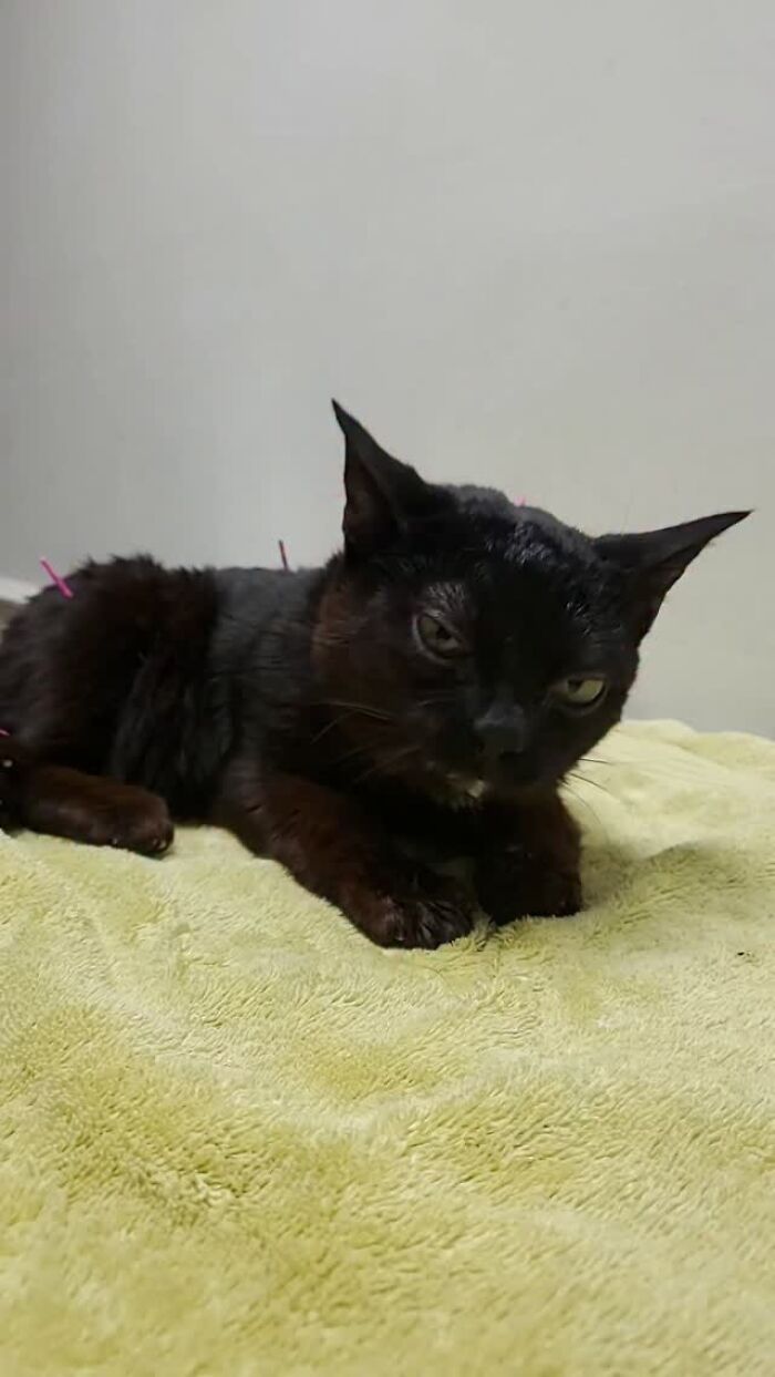 Skippy allongé sur une serviette verte pendant une séance d'acupuncture
