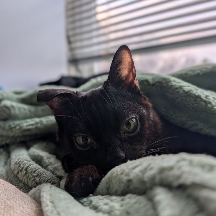 Le petit chat noir, la tête posée sur sa patte, dans une couverture verte