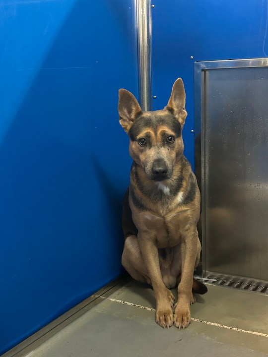 Lucky, le chien aperçu dans le cimetière de Norfolk