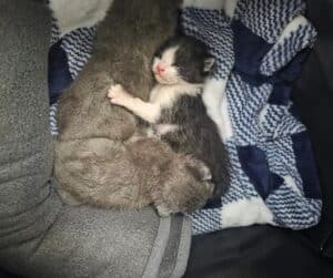 Un chaton noir et blanc endormi contre un chaton gris sur un tissu bleu et blanc