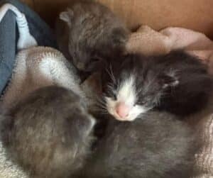 Les chatons nouveau-nés blottis les uns contre les autres