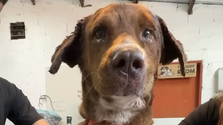 Machete, le chien grièvement blessé présenté par The Dodo