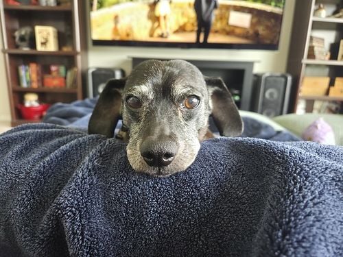 Sammy, petite chienne au poil ras gris, le menton posé sur une couverture bleue