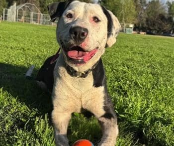 Une chienne blanche et noire allongée dans l'herbe, une balle orange devant elle