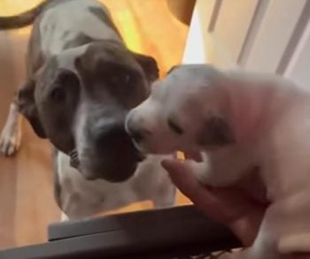 Une chienne grise et blanche flaire un tout jeune chiot blanc tenu en main